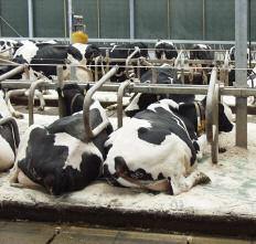 Hygiëne in de stal Bij een automatisch melksysteem worden de koeien doorgaans meerdere keren per etmaal gemolken, veelal met wisselende melkintervallen. De melker is niet meer continu aanwezig.