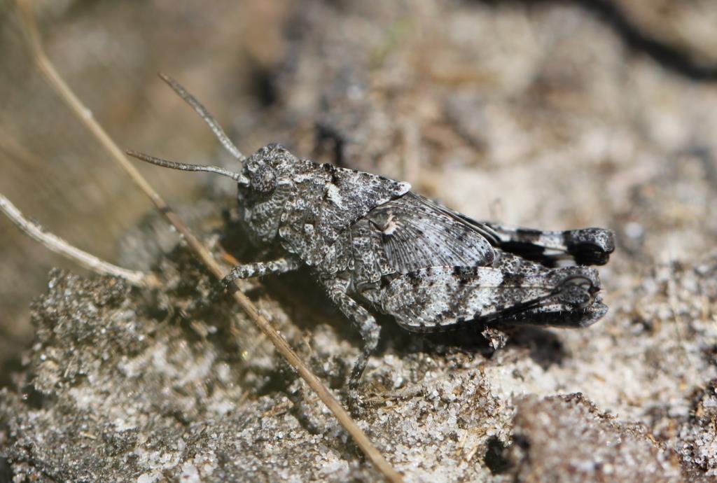 Werken aan een biodivers gebied Onderzoek naar de natuurwaarden heeft uitgewezen dat met name de heidegebonden soorten afgelopen jaren achteruit zijn gegaan.