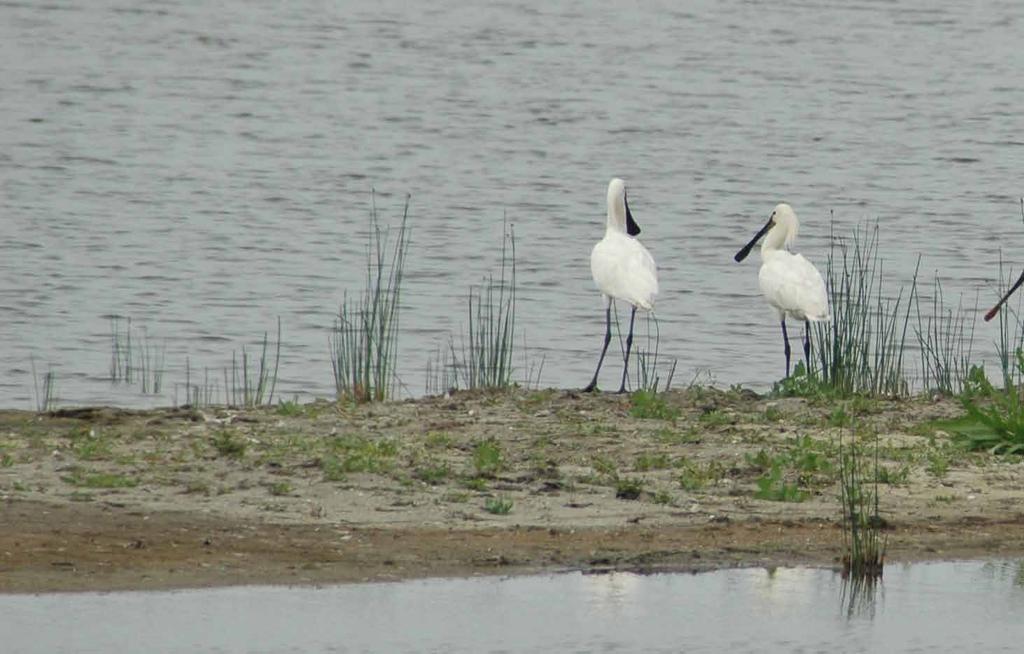 NVO buitenhuizen, Noordzeekanaal, NL ontwikkeling