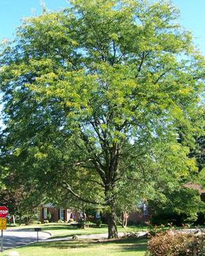 Gleditsia