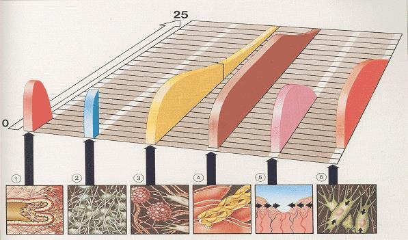 Healing time 1. Vasculair antwoord 2. Bloedstolling 3. Inflammatie 4.