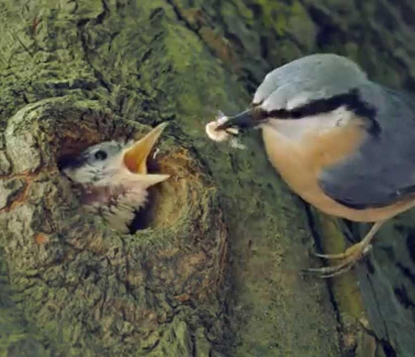 Het nest In de snavel van de boomklever zit een larve (1). In de eik zit een gat. Het is het nest van de boomklever.