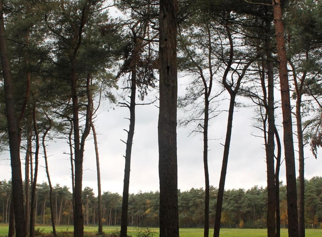 Overige beschermde soorten 6 Overige beschermde soorten Zoals in de voorgaande hoofdstukken is beschreven, is tijdens het actualiserend veldbezoek in het kader van de Flora- en faunawet gelet op het