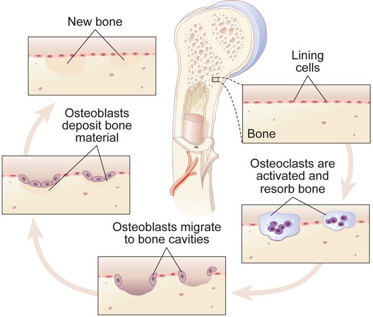 Botremodellering Osteoclasten verwijderen bot door het uitscheiden van enzymen en zuren