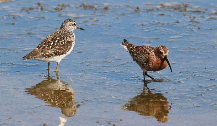 Bosruiter en Krombekstrandloper aan de rand van de zoutpannen heeft voor deze speciale natuur- en vogelreis een uitgebalanceerd en gevarieerd excursieprogramma samengesteld.