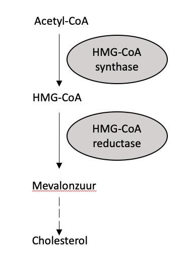 Figuur 1A: Synthese van cholesterol in levercel en andere lichaamscellen Legende: HMG-CoA synthase en HMG-reductase zijn enzymes zijn die de respectievelijke stappen catalyseren