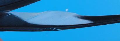 Ringnummer; NLA. BA...75813 Deze boerenzwaluw is geboren in het schuurtje van Afke Jager in 2013.