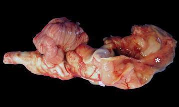 infectie plaatsvindt. In de eerste trimester kan er embryonale sterfte, abortus of mummificatie van de vrucht plaatsvinden indien het moederdier niet immuun is.