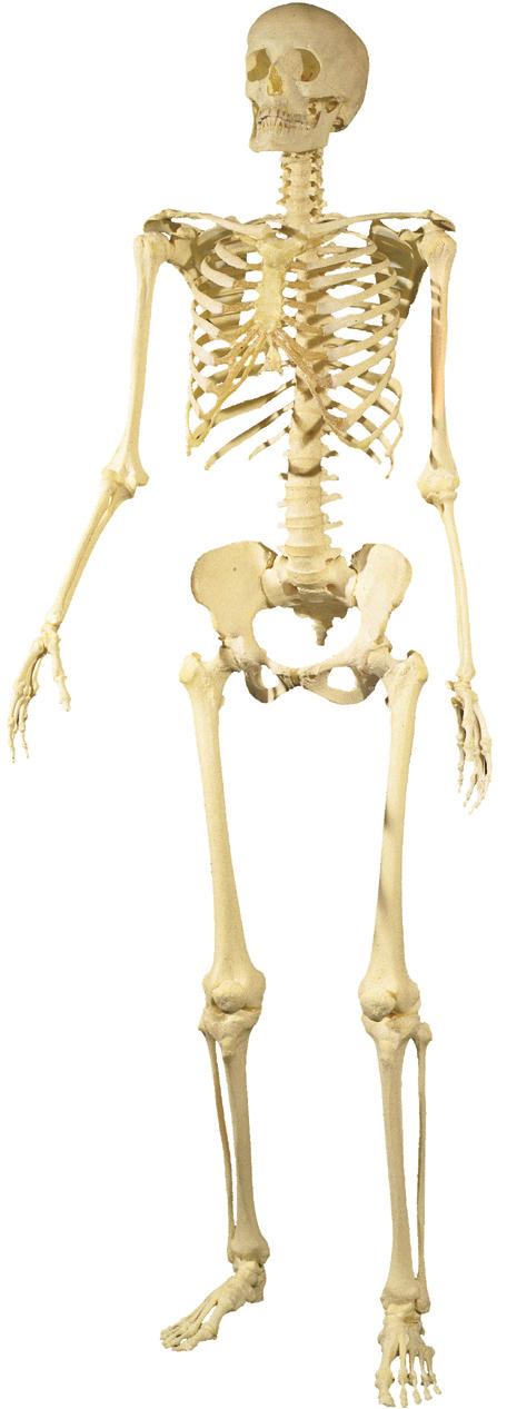 Skelet 1.6 Overzicht van botten en gewrichten, vrouwelijk skelet, vooraanzicht.