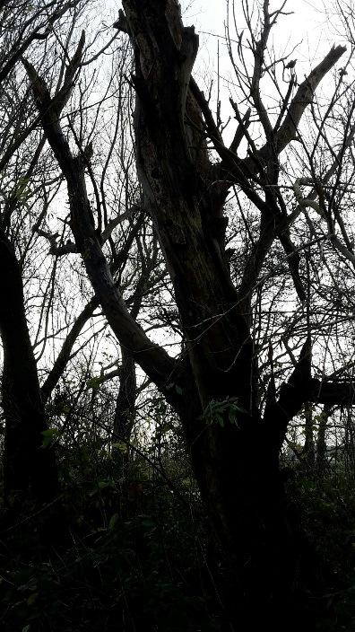 pimpelmees. Daarnaast zijn wilde eend, smient, slobeend, kuifeend, aalscholver, meerkoet, waterhoen, houtsnip, tjiftjaf, roodborst, winterkoning en houtduif waargenomen tijdens het veldbezoek.