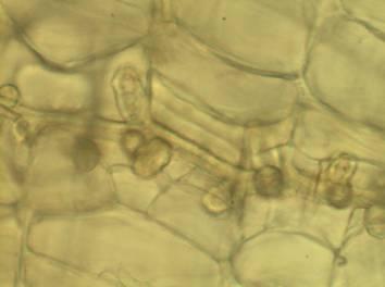 4.2 Resultaten Plasmopara halstedii is een oömyceet en infecteert de zonnebloem via de wortels. Dit kan gebeuren door oösporen en zoosporen.