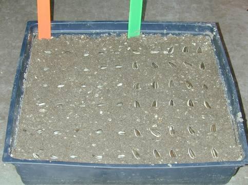 Mixen van te testen grond met zand/perlite mix Planten van de zaden Plant 70 zonnebloemzaden in de bak. Dek de zaden af met 1.