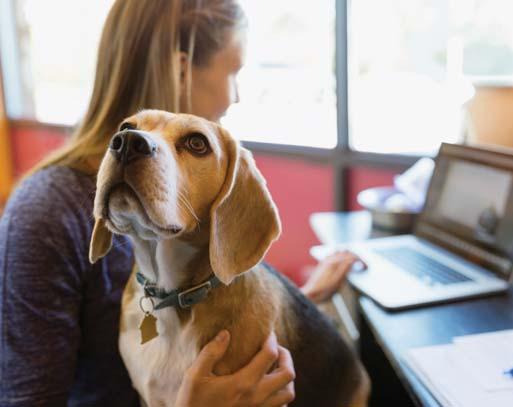 3 EEN REPUTATIE OPBOUWEN, TALENT AANTREKKEN EN MILLENIALS 31 % is van mening dat Pets At Work het bedrijfsimago verbetert Pets at Work kan het imago