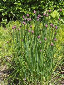 Bieslook of pijpgras Bieslook is een plant die als kruid in de keuken kan worden gebruikt. De plant overwinterd ondergronds. Na de vorst komt de plant rond maart weer boven de grond uit.