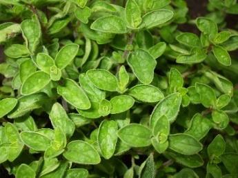 Oregano of wilde marjolein Wilde marjolein staat in supermarkten en tuincentra beter bekend als oregano. De soort is in België een wettelijk beschermde plant.