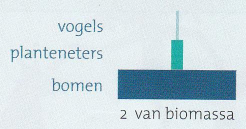 Piramide van biomassa Biomassa = het totale gewicht van alle organische stoffen in een organisme Voor een piramide van biomassa ga je na hoeveel biomassa er in elke schakel van een voedselketen zit.