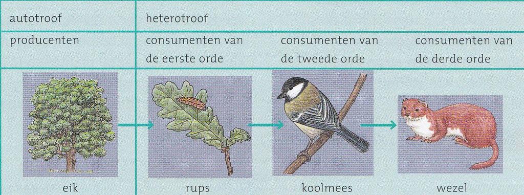 Voedselrelaties Als populaties samenleven zijn voedselrelaties heel belangrijk Een