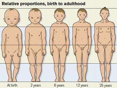 Lichaamsverhudingen De verhuding van de verschillende lichaamssegmenten verandert met de leeftijd.