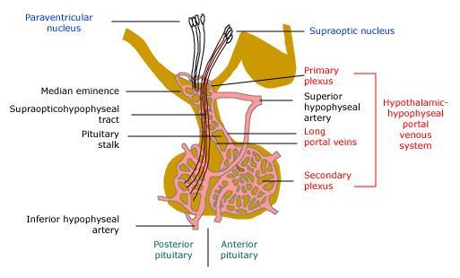 Anatmie Anterir hypfyse = adenhypfyse GH, TSH, ACTH, LH/FSH, prlactine Psterir