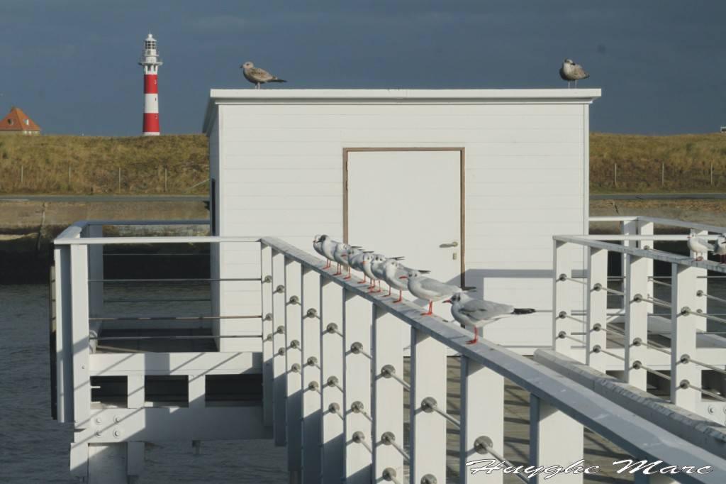 Indien je niet graag meewandelt of meefietst, zijn er heel wat opties in de buurt: Strand van Nieuwpoort Gezellig kuieren langs de