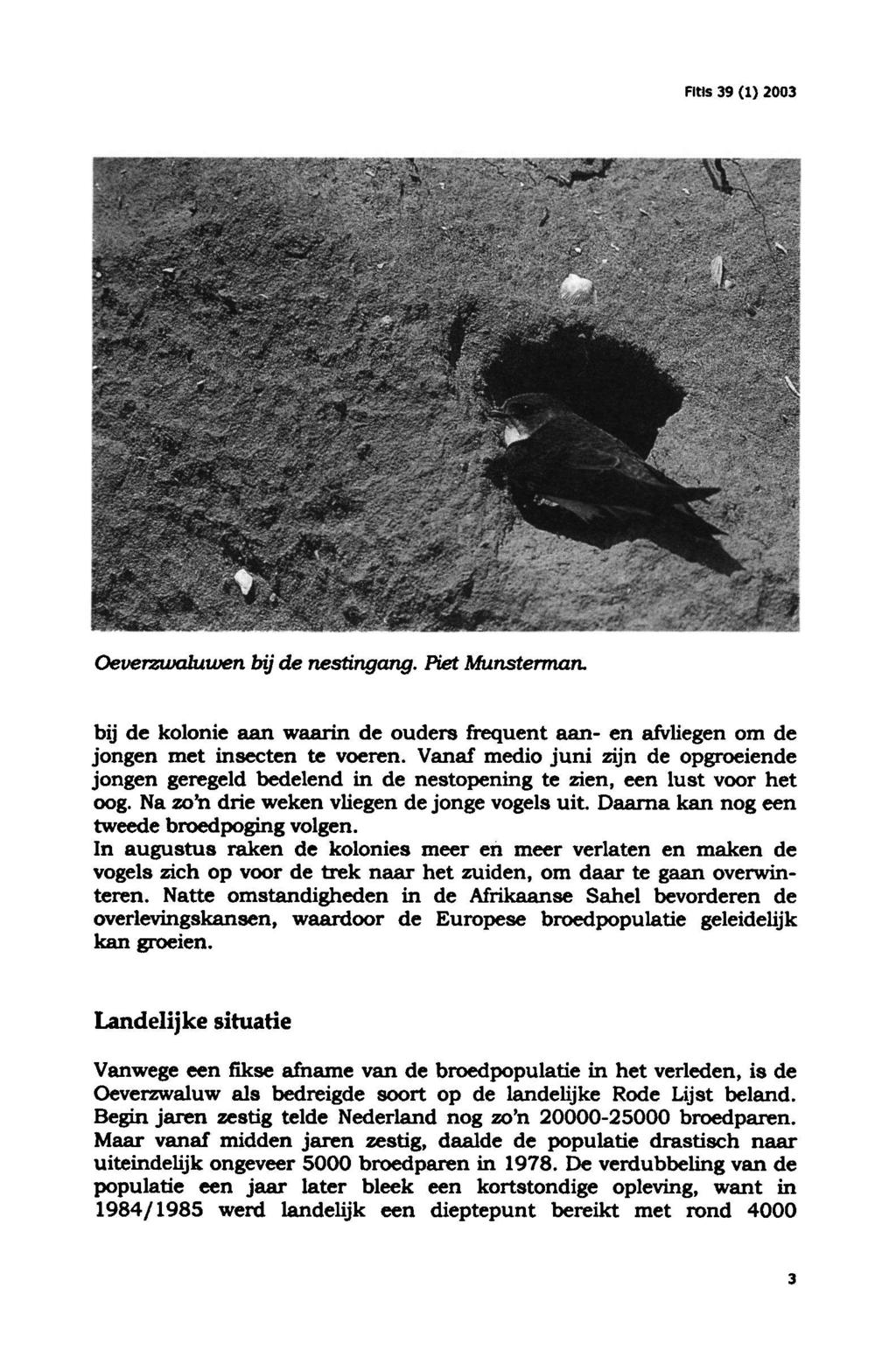 Fitls 39 (1) 2003 Oeverzwaluwen bij de nestingang. Piet Munsterman. bij de kolonie aan waarin de ouders frequent aan en afvliegen om de jongen met insecten te voeren.