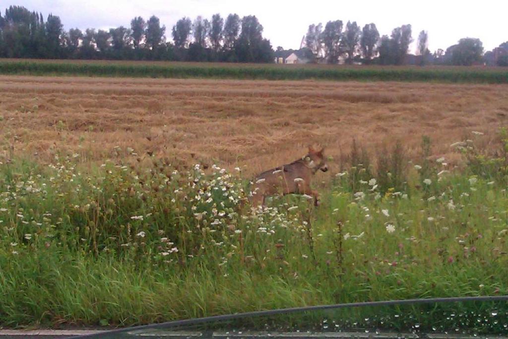 Wolven in Nederland