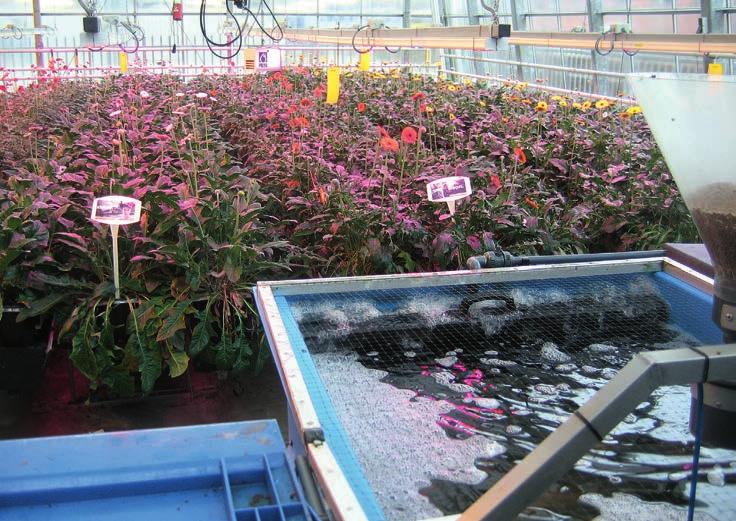 In de plantenkas worden gerbera s gekweekt op het effluent van de tilapiakwekerij (voorgrond).