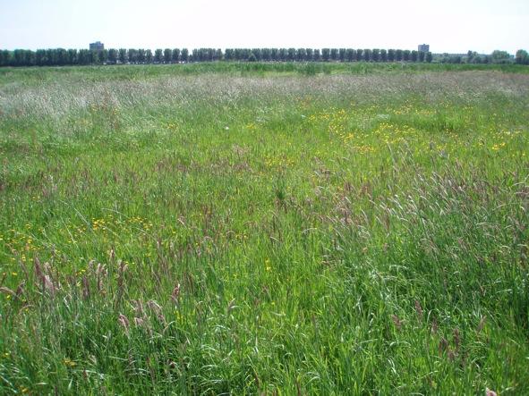 Figuur 2: Locatie 15 Figuur 2: Locatie 15 met doelstelling bloemrijk grasland. Een grof mozaïek van grassen en algemene kruiden.