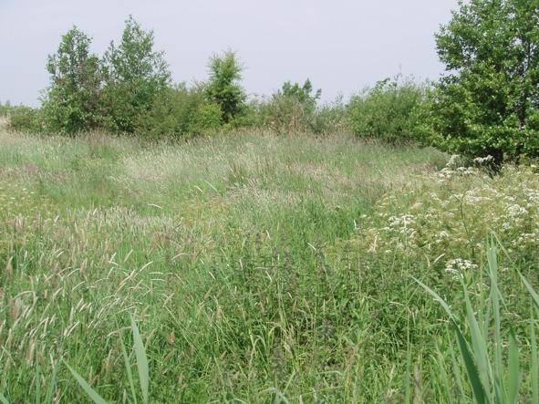 Figuur 7: Locatie 6; verruigd weiland en struweel Discussie De graslanden in de Balij zijn voormalig weiland waar het oorspronkelijke beheer is stopgezet en voor een deel verruiging inzet, waar is