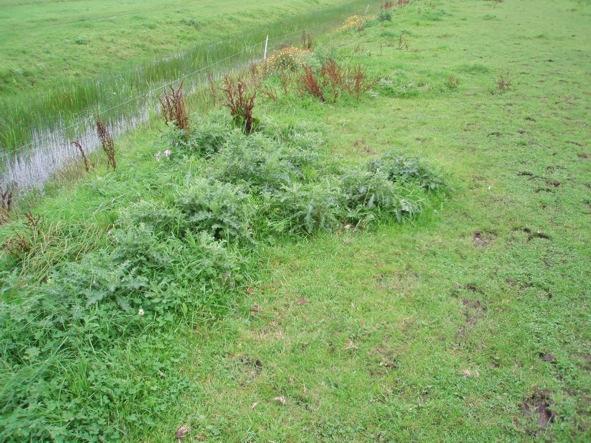 Figuur 4: Paardenwei Figuur 5: Vraatsporen koe Weilanden worden vaak nagemaaid om ongewenste soorten als distels in toom te houden. In Zuid-Holland geldt een distelverordening voor de Akkerdistel.