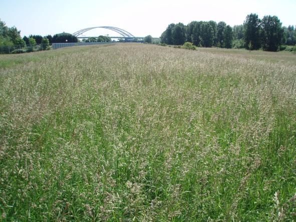 Figuur 2: Locatie Zuidkruin Beide kanten van het fietspad over de kruin van de dijk zijn uiterst soortenarm.