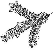 Bij de fijnspar staan alle naalden afzonderlijk aan de twijgjes. De boom is gemakkelijk te herkennen aan zijn vorm (kerstboom), maar vooral aan zijn lange kegels (12-18 cm).