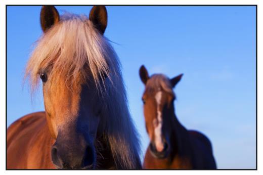 Quiz Een paard gebruikt zijn staart om insecten weg te jagen. Een paard slaapt meestal staand. Paarden zijn edele dieren, ze hebben een hoofd in plaats van een kop en benen in plaats van poten.