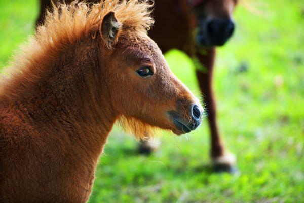 Als een paard iets interessant vindt, staan zijn oren naar voren. Wanneer hij zijn oren naar achteren heeft, is hij agressief of juist bang.