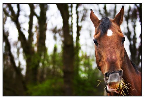 Voeding Paarden zijn planteneters en eten gras en hooi. Ze gebruiken hun voortanden om gras mee te pakken. Paarden eten ook graag krachtvoer als haver en brokken.
