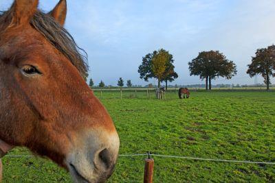 Hij kan dus zijn gewicht in de strijd gooien bij het voorttrekken van zware karren. Het Nederlands trekpaard kan verschillende kleuren hebben. Zwart, bruin, voskleurig en een soort grijsachtig bruin.