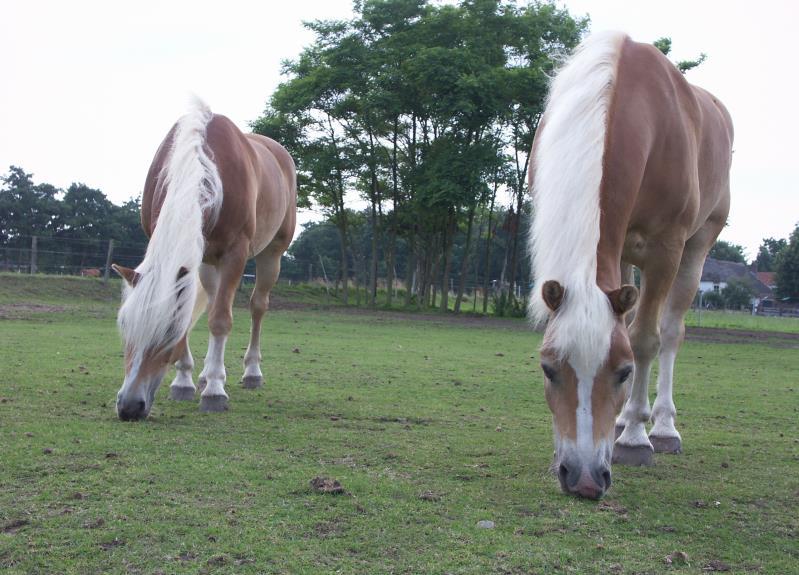 Omdat hij zoveel uithoudingsvermogen heeft, werd de haflinger ook in Nederland een populair paardenras. Je kunt haflingers herkennen aan hun goudblonde vacht en mooie lichte manen.