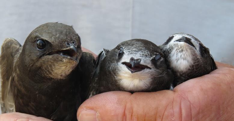 ringen en de broedvogels te vangen en controleren. Ook krijgen de roofvogels, zoals de Torenvalk en de Uilen prioriteit bij het ringen.