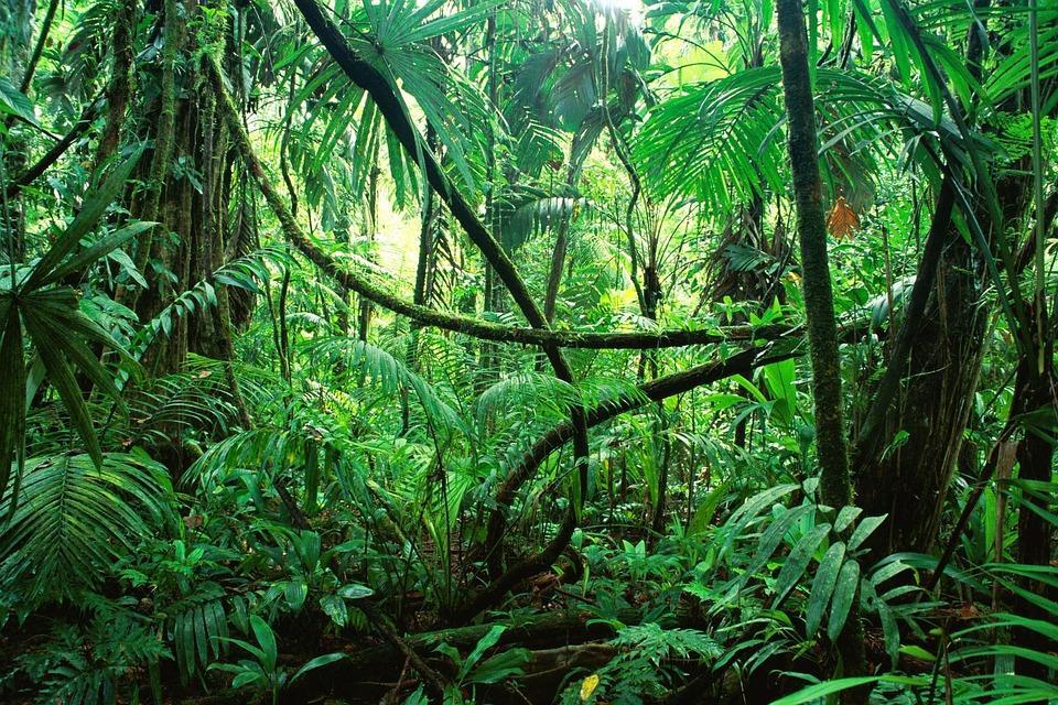 Beleggen in de jungle van duurzaamheid Hoe beoordeel ik