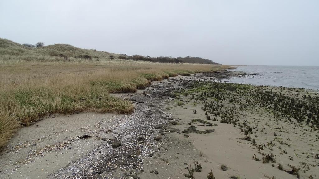 Figuur 2.59 Overgang kwelderrand onder de Oerderduinen naar het wad met pionierbegroeiing van zeekraal (Salicornia sp). (maart 2017; foto Daisy de Vries).