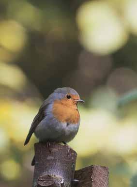 De natuur geeft rust, inspiratie en