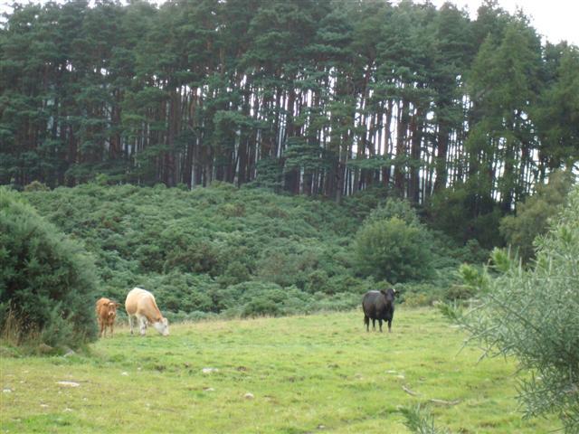 Woensdag 6-08 windje 3 uit het noorden Dochgarroch - Drumoadrochit De eerste echte regendag, druilerig,