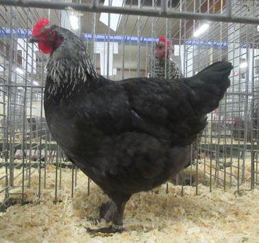 Onder: Marans hen,