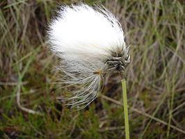 de naam veenpluis. Meest zure ven Veenpluis is een plant uit de zogenaamde cypergrassenfamilie.