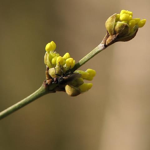 Bovenzijde glimmend. Knop: spits, grijs.