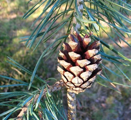 Pinus sylvestris grove den Hoogte: 25 meter Knop: bruin, spits en harsig.