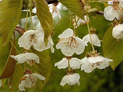 Prunus avium - zoetekers Hoogte: 20 meter. Bloei: April en mei.