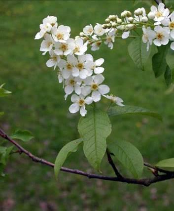 Prunus padus Europese vogelkers Hoogte: 12 meter. Bloei: april mei.