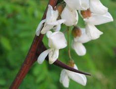 Robinia pseudoacacia - valse acacia Hoogte: 15 tot 25 meter Bloei: juni - juli Bloem: