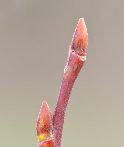 Blad: gekartelde bladeren zijn meestal eirond, maar soms vrij langwerpig en worden 3 tot 10 cm lang.